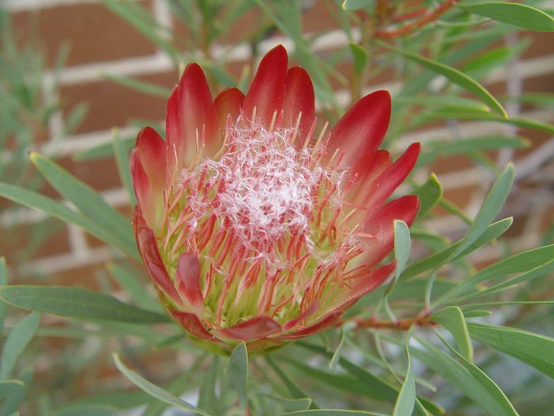 protea-b 005.jpg